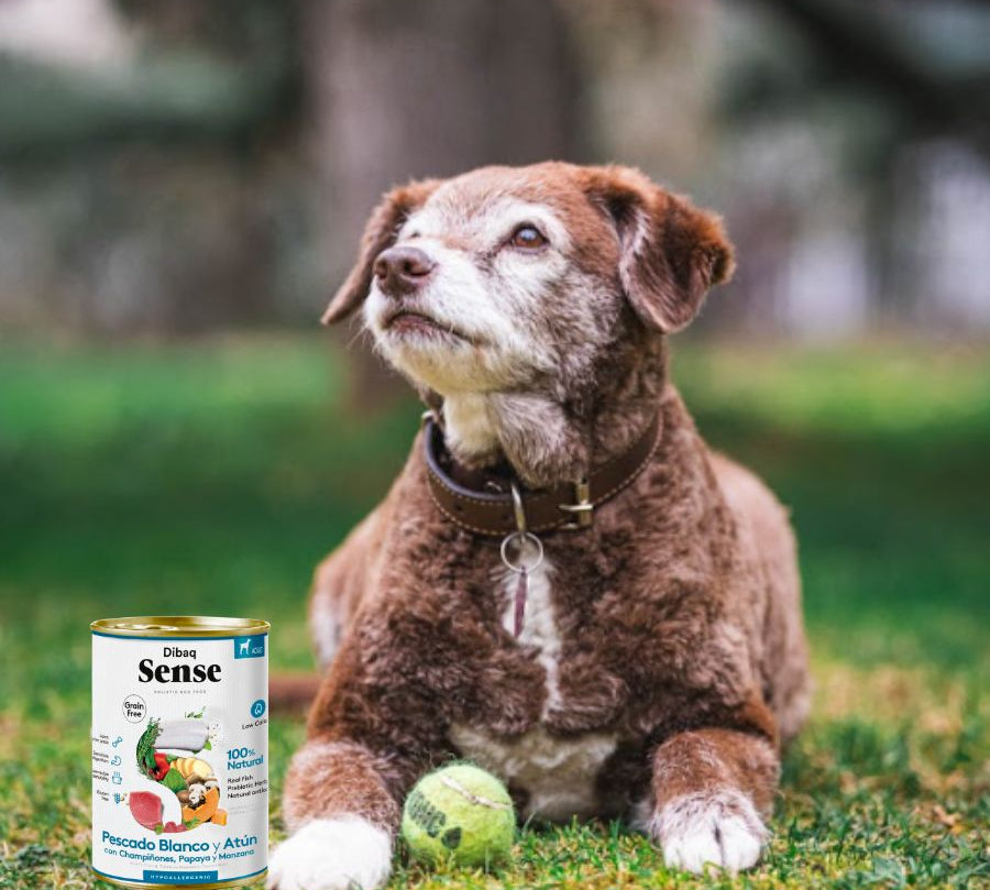 Pack 12x Dibaq Sense Lata para Perros Merluza y Atún receta hipoalergénica sin carne ni cereales, ideal para perros con digestión sensible.