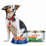 Pack 6x Royal Canin Lata Beauty para perros 150gr: Salud de piel y pelaje, enriquecido con ácidos grasos y complejo skin barrier. 