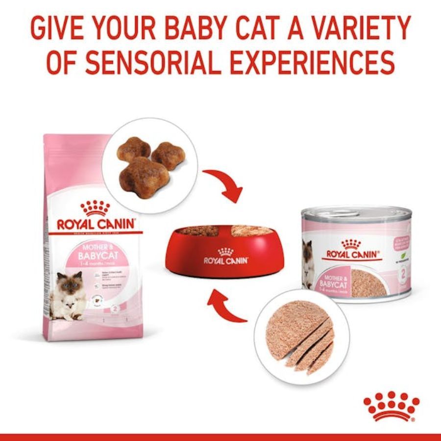 Pack 6x Royal Canin Mother & Babycat Lata 145gr: Alimento de iniciación para gatitos con textura mousse, apoya el microbioma y el sistema inmunológico. ¡Ideal para la salud de tu gatito!