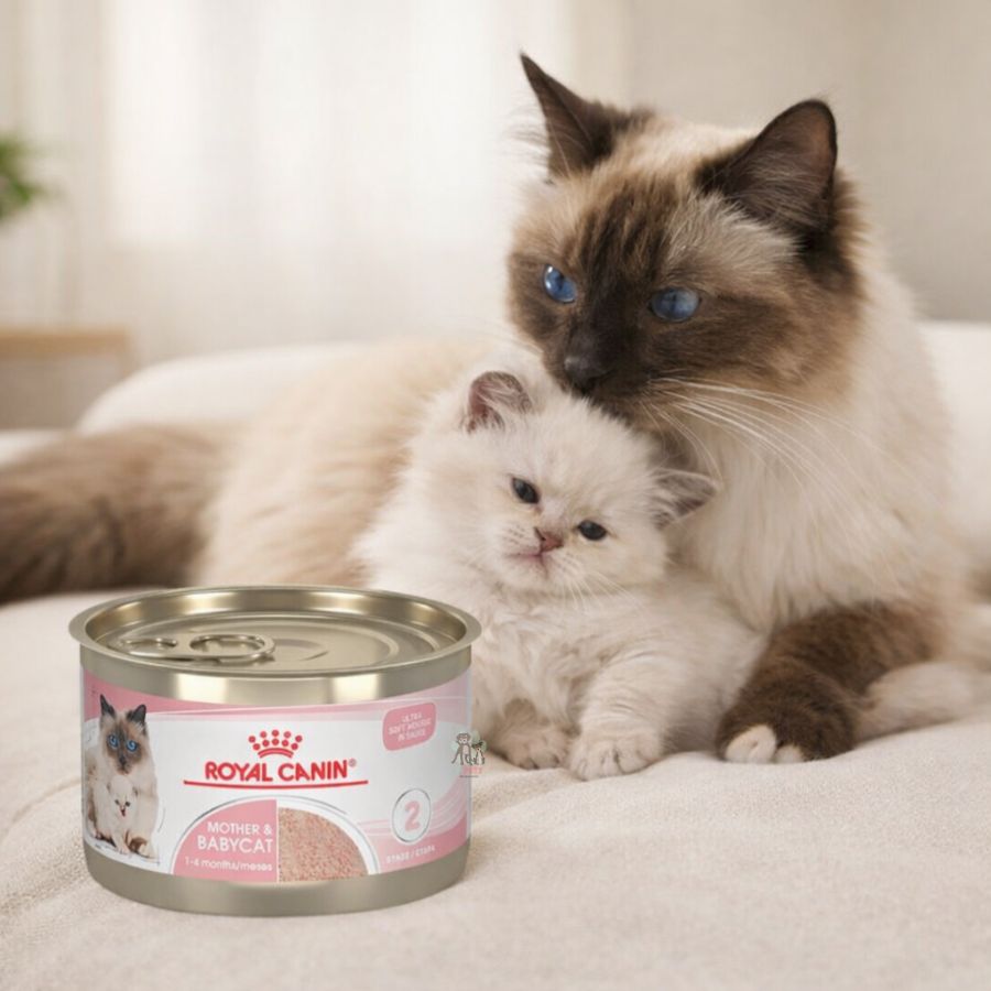 Pack 6x Royal Canin Mother & Babycat Lata 145gr: Alimento de iniciación para gatitos con textura mousse, apoya el microbioma y el sistema inmunológico. ¡Ideal para la salud de tu gatito!