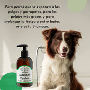 Pack Baño Repelente Coolpet 🛡️, shampoo y acondicionador con Tea Tree para proteger a tu perro de pulgas y garrapatas. Limpieza profunda y natural.