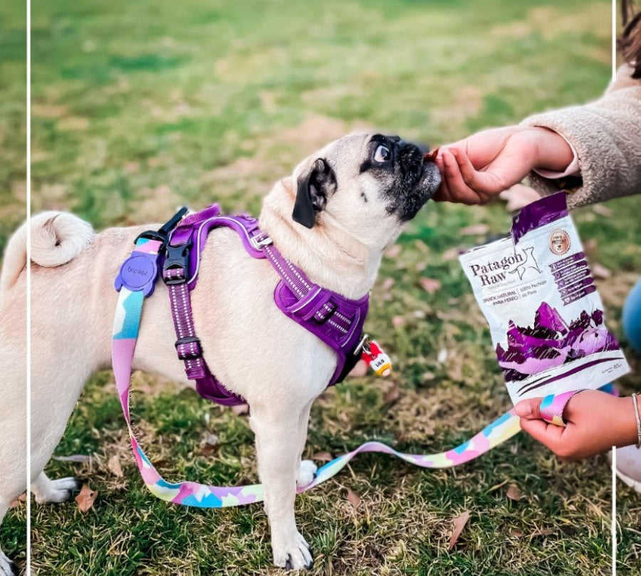 Patagon Raw Snack 100% Pechuga de Pavo para Perros, bajo en grasas y libre de granos, ideal para perros con alergias alimenticias. 🦃🐾