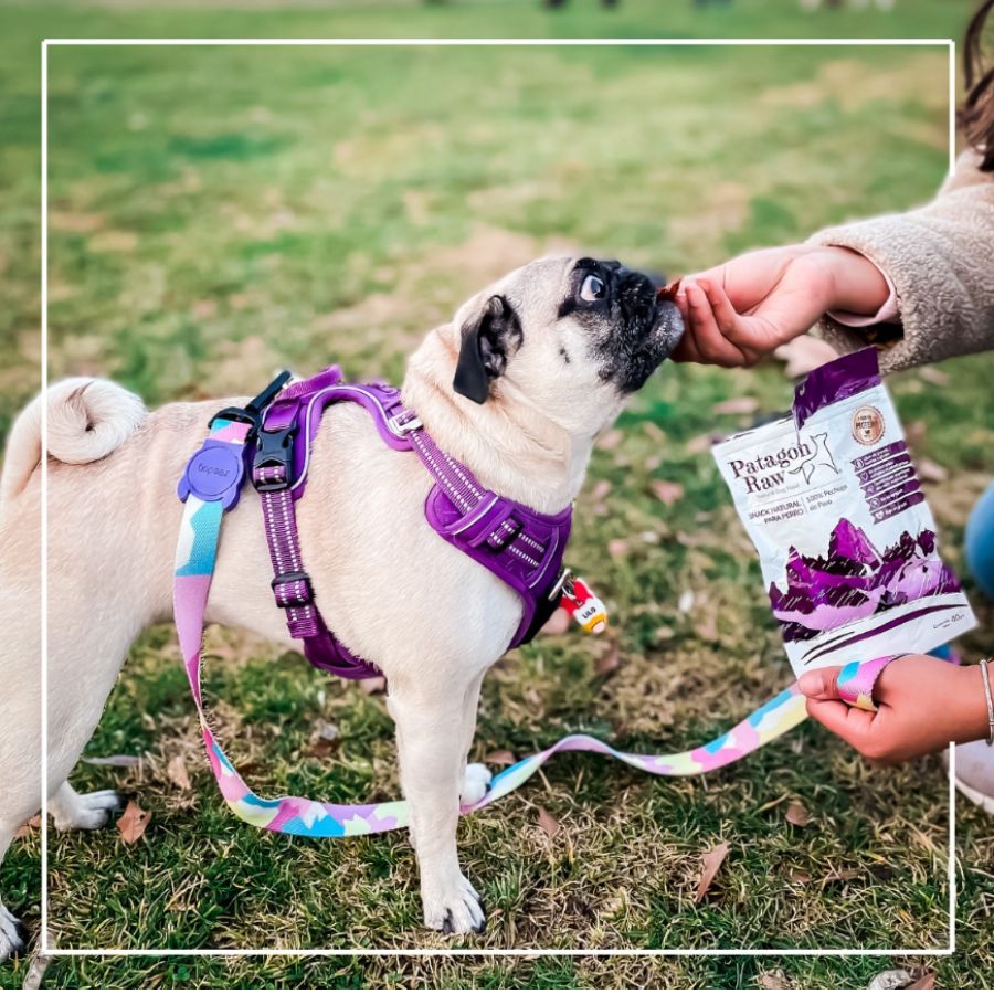 Patagon Raw Snack 100% Pechuga de Pavo para Perros, bajo en grasas y libre de granos, ideal para perros con alergias alimenticias. 🦃🐾