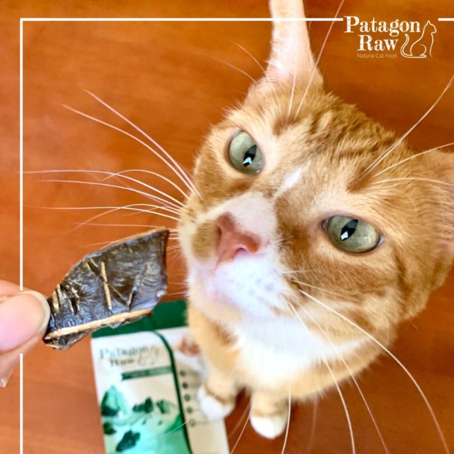 Patagon Raw Snack 100% Cordero Magallánico para Gatos, un snack natural y libre de granos, ideal para gatos con alergias alimenticias. 🌟🐱