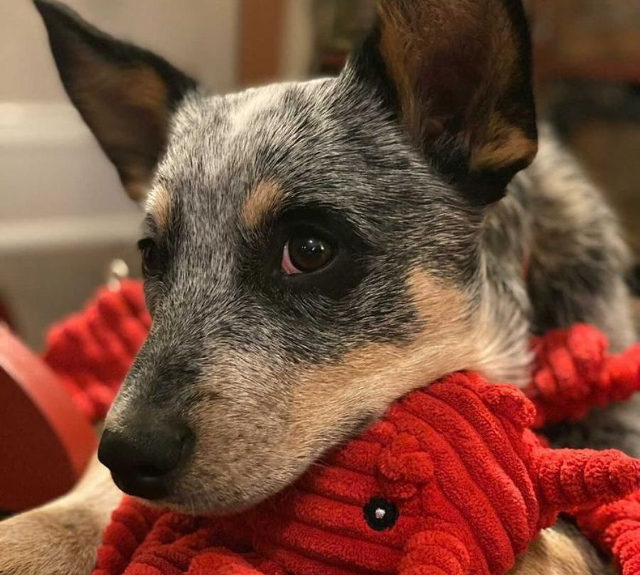 Peluche Langosta con Sonido 🦞, triple estimulación sensorial con squeaker, crunch y crinkle. Resistente, seguro y perfecto para juego interactivo.