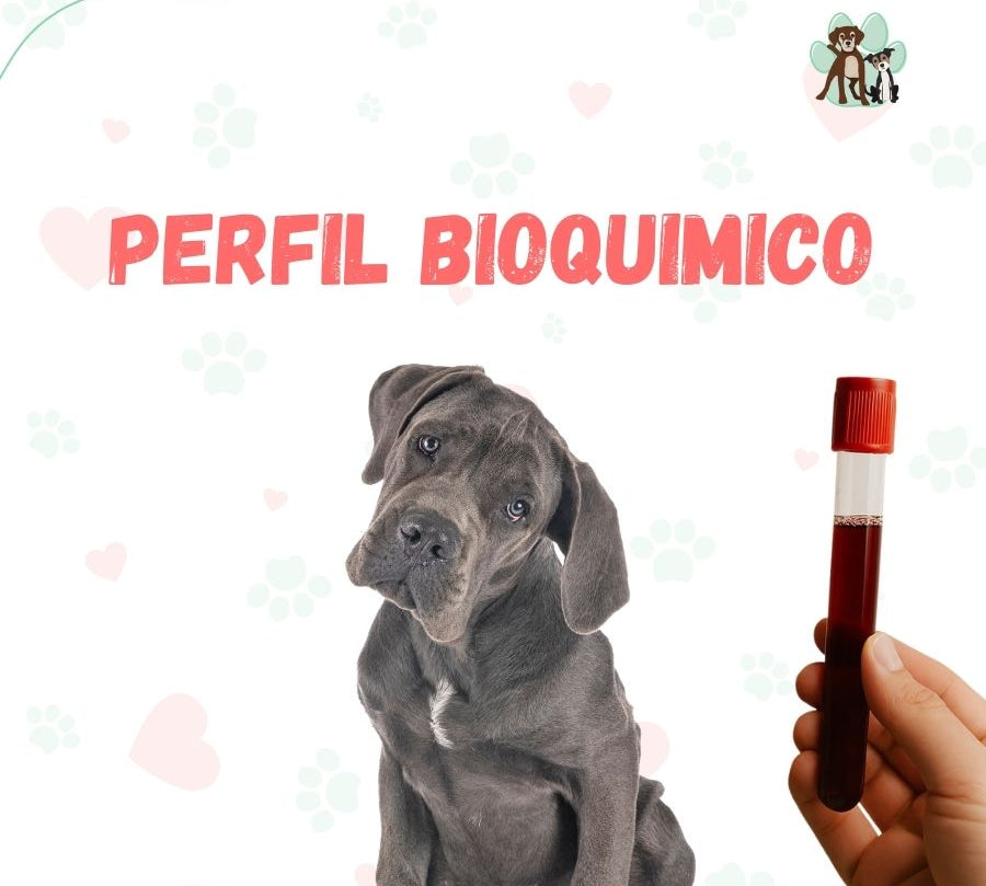 Examen de sangre Perfil Bioquímico para perros y gatos en B-Pets. Ambiente petfriendly, resultados en 24 hrs y agendamiento fácil. ¡Cuidamos su bienestar físico y emocional!