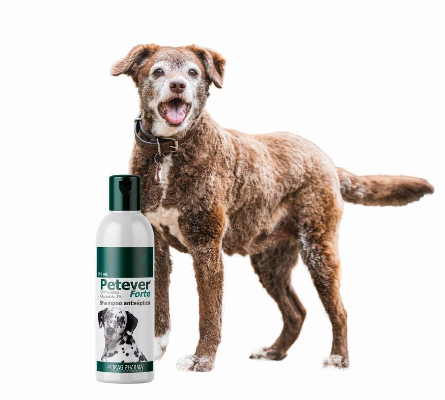 Petever Forte 150ml 🐶, shampoo antiséptico con clorhexidina para tratar infecciones bacterianas y fúngicas en la piel de perros.