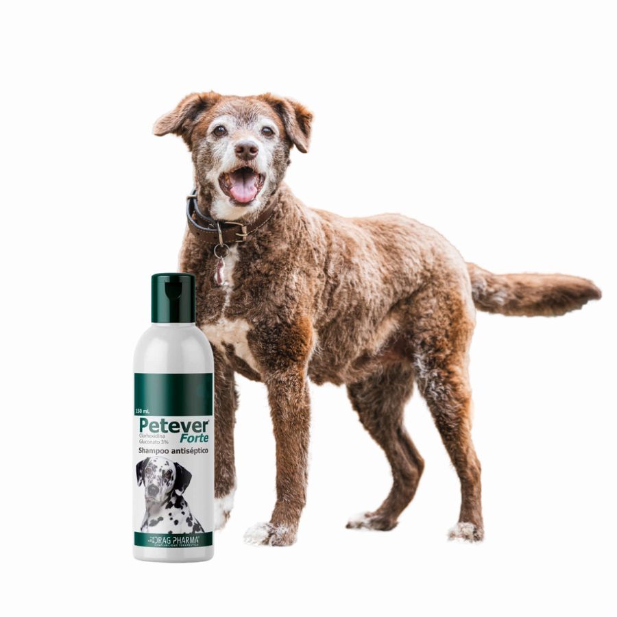 Petever Forte 150ml 🐶, shampoo antiséptico con clorhexidina para tratar infecciones bacterianas y fúngicas en la piel de perros.