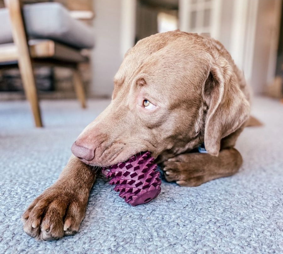 Piña de Goma Natural 🍍, juguete duradero y seguro para perros, con beneficios dentales y rebote interactivo. Ideal para juegos al aire libre.