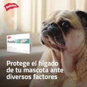 Proteliv 21  suplemento hepático natural para perros y gatos. Protege el hígado, reduce la inflamación y mejora la función hepática sin efectos secundarios.