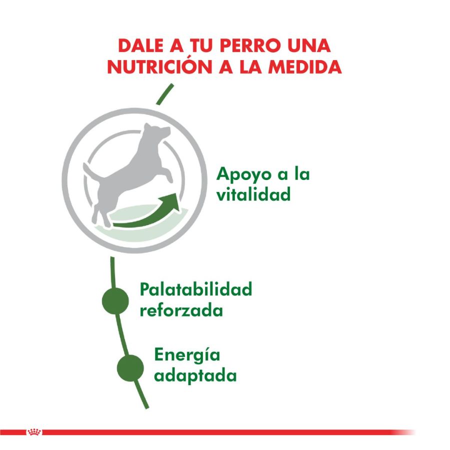 Royal Canin Adulto Mini 8+ 3Kg 🐶🧬, alimento para perros pequeños de más de 8 años, con antioxidantes y L-carnitina para vitalidad y peso ideal.