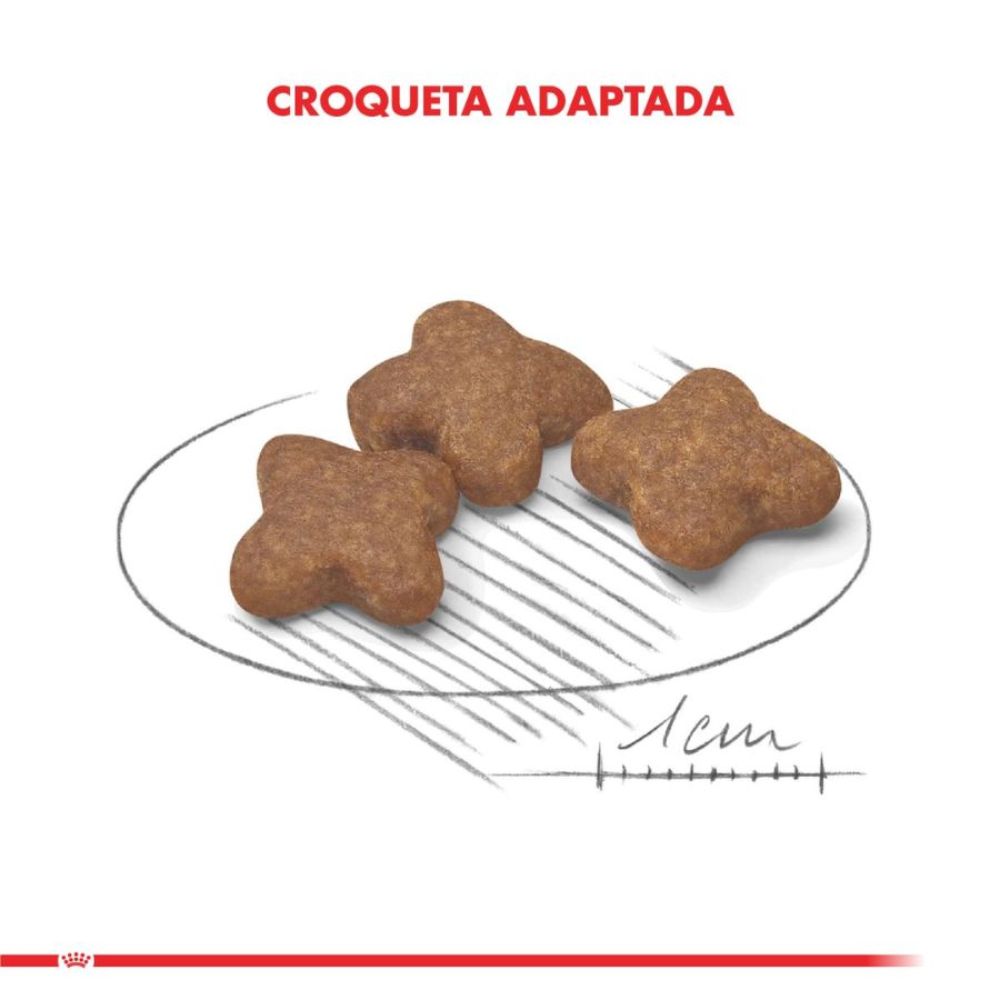 Royal Canin Adulto Mini 8+ 3Kg 🐶🧬, alimento para perros pequeños de más de 8 años, con antioxidantes y L-carnitina para vitalidad y peso ideal.
