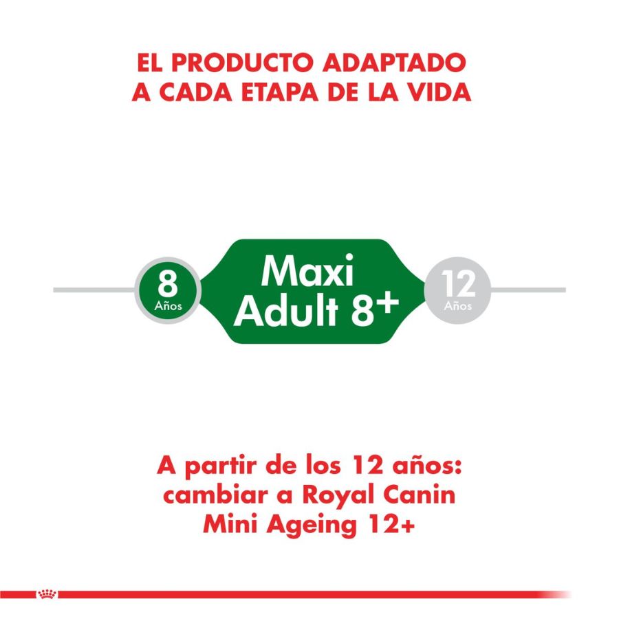 Royal Canin Adulto Mini 8+ 3Kg 🐶🧬, alimento para perros pequeños de más de 8 años, con antioxidantes y L-carnitina para vitalidad y peso ideal.
