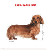 Royal Canin Dachshund Adulto 2,5Kg, con glucosamina y antioxidantes, cuida sus articulaciones, músculos y digestión para una vida activa y saludable. B-Pets
