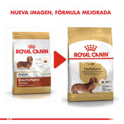 Royal Canin Dachshund Adulto 2,5Kg, con glucosamina y antioxidantes, cuida sus articulaciones, músculos y digestión para una vida activa y saludable. B-Pets