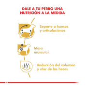 Royal Canin Dachshund Adulto 2,5Kg, con glucosamina y antioxidantes, cuida sus articulaciones, músculos y digestión para una vida activa y saludable. B-Pets