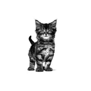 Royal Canin Gastrointestinal Kitten 2kg, ideal para gatitos con digestión sensible. Alta energía, prebióticos y fácil rehidratación para un crecimiento saludable. B-Pets