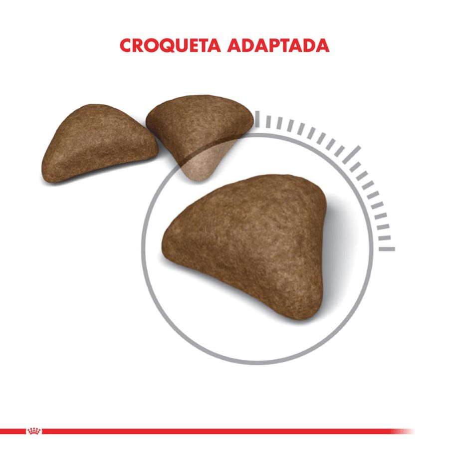 Royal Canin Hairball Care: Alimento para gatos adultos, reduce la formación de bolas de pelo y estimula el tránsito intestinal. Salud urinaria equilibrada. 