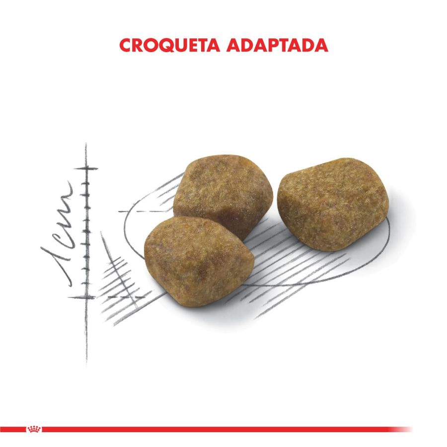 Royal Canin Indoor 7+: Alimento seco para gatos mayores de 7 años que viven en interiores. Enriquecido para un envejecimiento saludable, reduce olores y cantidad de heces, y mantiene la salud renal y urinaria.