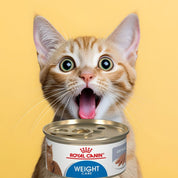 Royal Canin Pouch Weight Care Feline: Alimento húmedo para control de peso en gatos, con 15% menos calorías y L-Carnitina. Proteínas de alta calidad para masa muscular, salud urinaria.