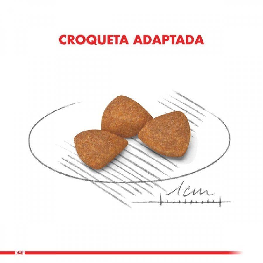 Royal Canin X-Small Adulto 12+ 1KG: Alimento especial para perros de razas muy pequeñas mayores de 12 años. Apoya la vitalidad en la vejez, salud intestinal, cardiaca y dental. 🐶🍲🐾
