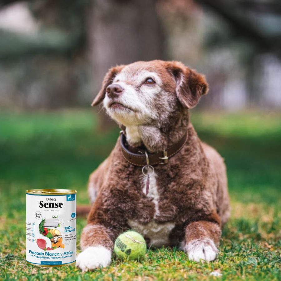 Dibaq Sense Lata para Perros Merluza y Atún receta hipoalergénica sin carne ni cereales, ideal para perros con digestión sensible.
