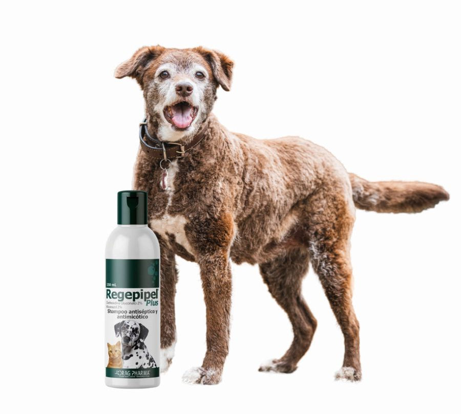 Shampoo Regepipel Plus 150ml antiséptico y antimicótico para perros y gatos. Ideal para tratar dermatitis seborreica e infecciones en la piel.