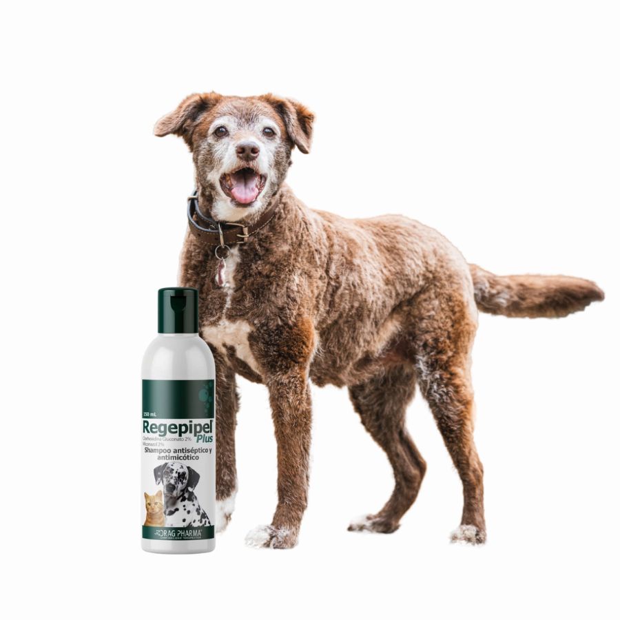 Shampoo Regepipel Plus 150ml antiséptico y antimicótico para perros y gatos. Ideal para tratar dermatitis seborreica e infecciones en la piel.