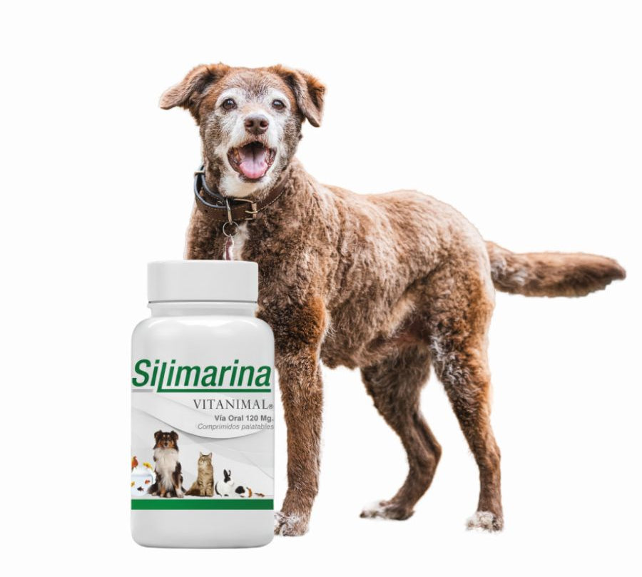 Silimarina Vitanimal 120 mg 30 comprimidos, suplemento hepático natural para perros y gatos, ideal en casos de hepatitis o daño hepático crónico. Bpets