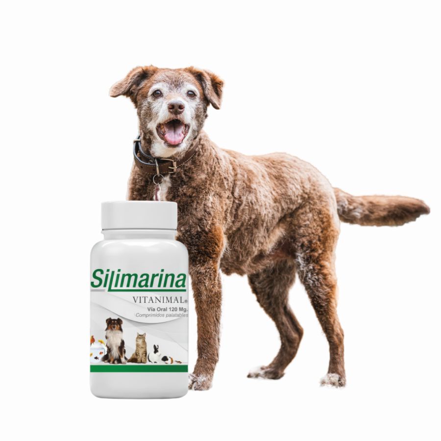 Silimarina Vitanimal 120 mg 30 comprimidos, suplemento hepático natural para perros y gatos, ideal en casos de hepatitis o daño hepático crónico. Bpets