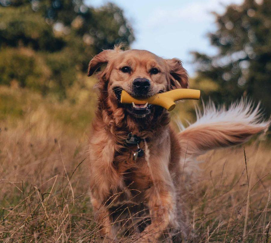 Super Stick Goma Natural, juguete resistente y seguro para perros. Hecho de goma natural, ideal para masticación y juegos interactivos. Disponible en colores brillantes.