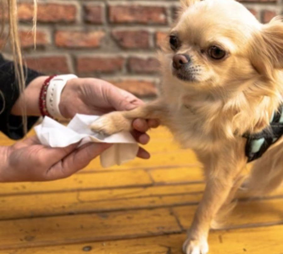 Toallitas Húmedas TopK9 60 unidades, con vitaminas A, E y extracto de aloe vera. Limpieza e hidratación para la piel y el pelaje de tu mascota. 🐶🐱