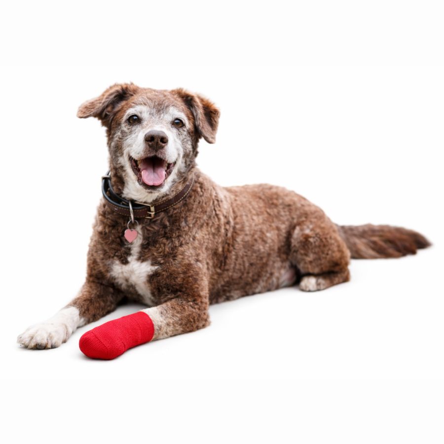 Venda Cohesiva Coban 5cm autoadhesiva y elástica, ideal para mascotas, resistente al agua, fácil de usar y retirar, sin adherirse al pelo.