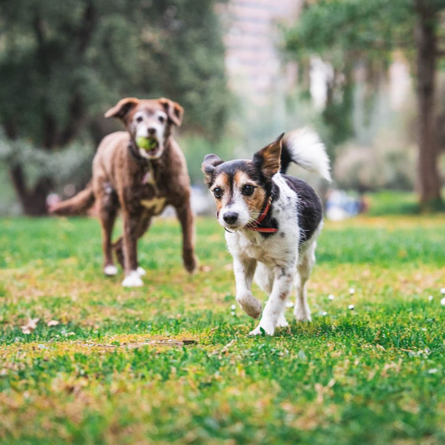 Dos perros corriendo en el pasto de un parque, protegidos con antiparasitarios de B-Pets