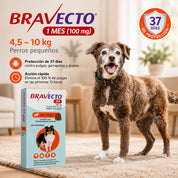 Perro pequeño en casa protegido con Bravecto 1M por 37 días contra pulgas, garrapatas y ácaros