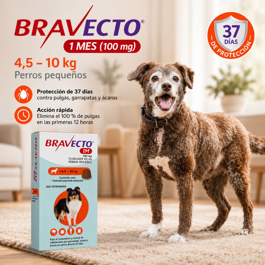 Perro pequeño en casa protegido con Bravecto 1M por 37 días contra pulgas, garrapatas y ácaros