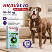 Bravecto 1M Perro 10-20 kg junto a un perro, 37 días de protección contra pulgas, garrapatas y ácaros