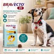 Bravecto 1M Perro 2-4,5 kg junto a un perro, 37 días de protección contra pulgas, garrapatas y ácaros