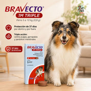 Bravecto 1M Triple Perro 5-10 kg junto a un perro, 37 días de protección por dentro y por fuera con una dosis