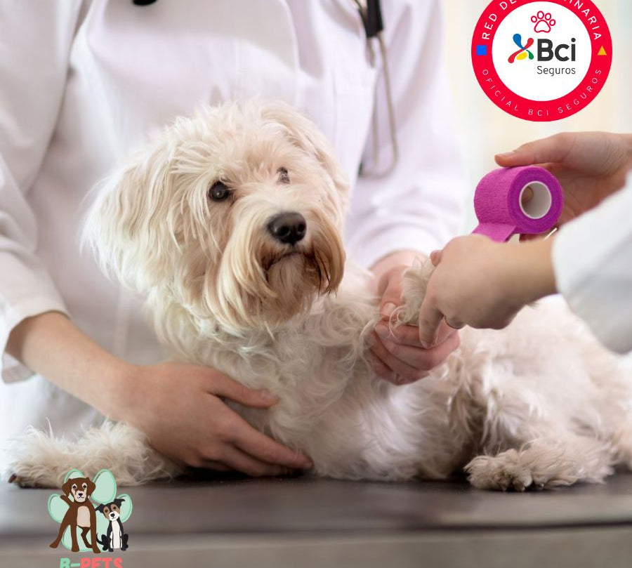 Atención veterinaria para perros en un entorno tranquilo y diseñado para peluditos. Diagnósticos precisos, manejo amable y cuidados personalizados.