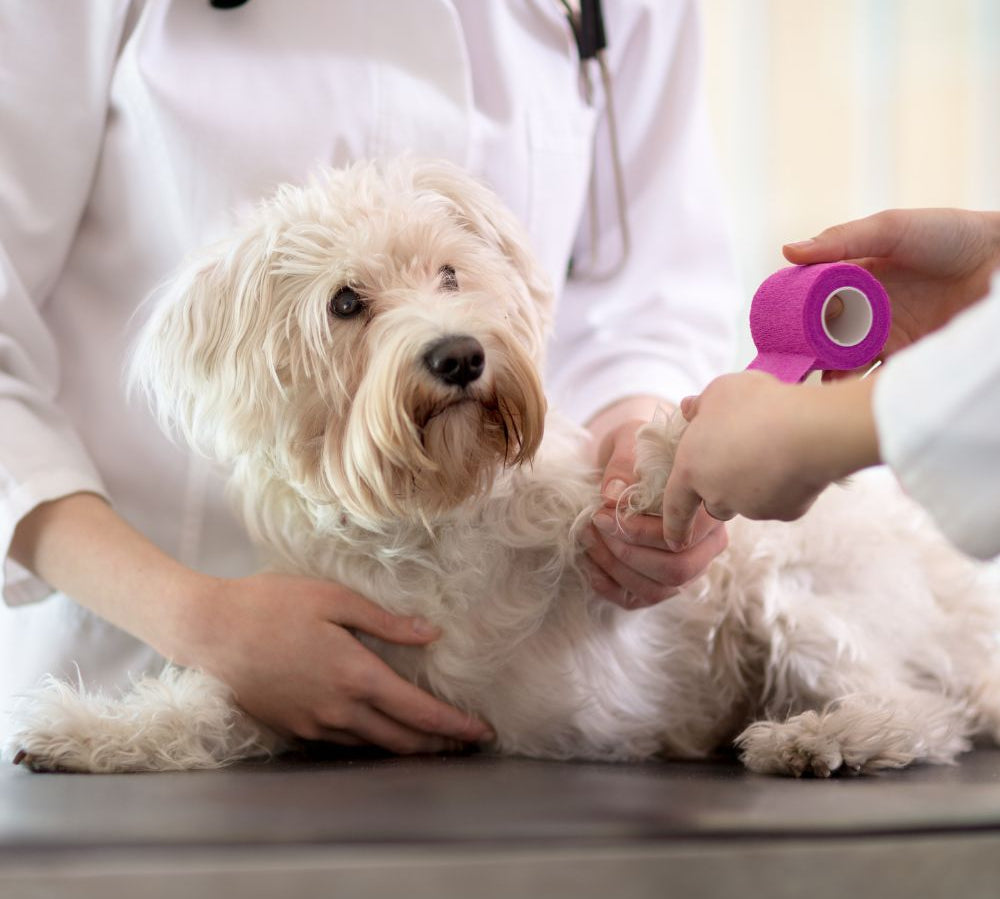 Atención veterinaria para perros en un entorno tranquilo y diseñado para peluditos. Diagnósticos precisos, manejo amable y cuidados personalizados.