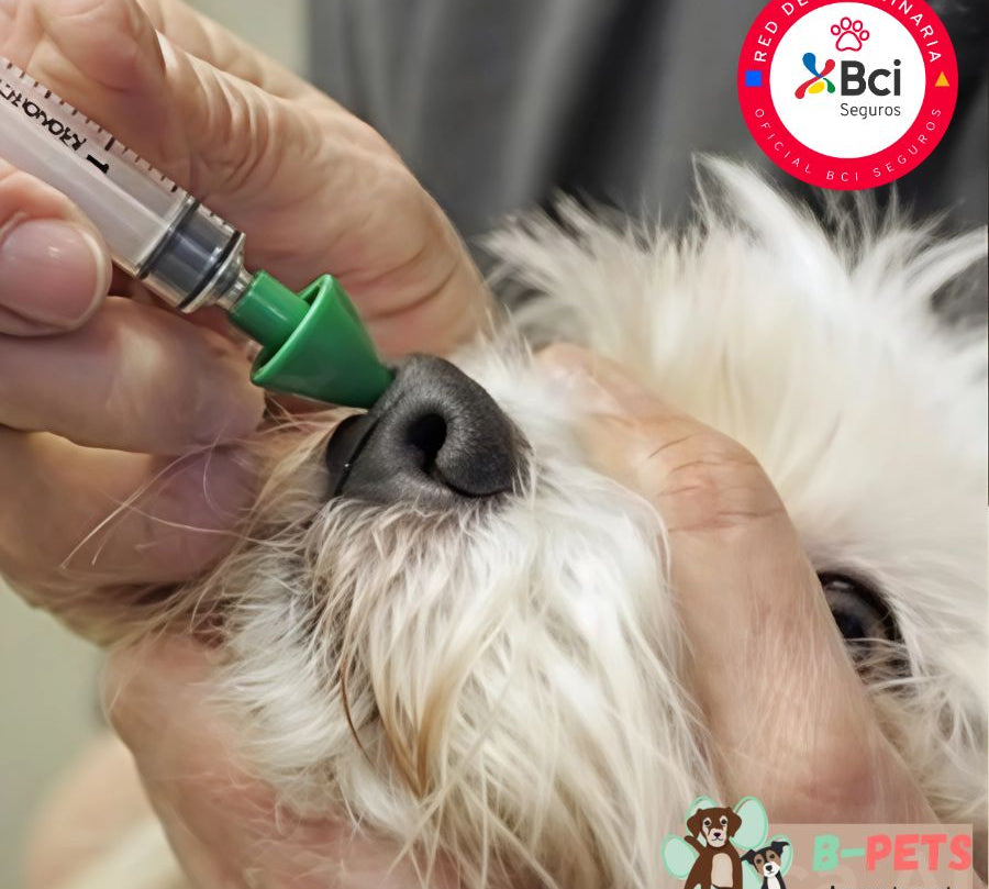 Vacuna KC para perros protege contra la tos de las perreras, una enfermedad respiratoria contagiosa. Ideal para cachorros y perros en contacto social.