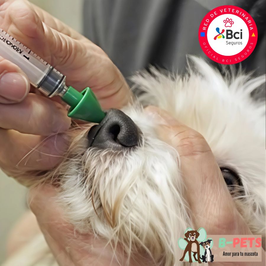 Vacuna KC para perros protege contra la tos de las perreras, una enfermedad respiratoria contagiosa. Ideal para cachorros y perros en contacto social.