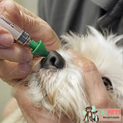 Vacuna KC para perros protege contra la tos de las perreras, una enfermedad respiratoria contagiosa. Ideal para cachorros y perros en contacto social.