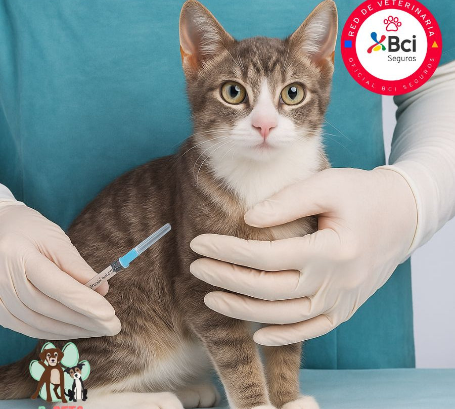 Vacuna contra Leucemia Felina para gatos, previene tumores y enfermedades. Incluye consulta veterinaria y seguimiento personalizado. ¡Agenda tu cita hoy!