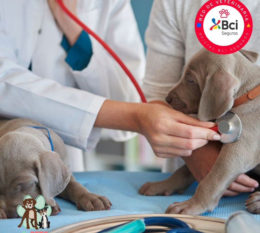 Atención veterinaria para perros en un entorno tranquilo y diseñado para peluditos. Diagnósticos precisos, manejo amable y cuidados personalizados.
