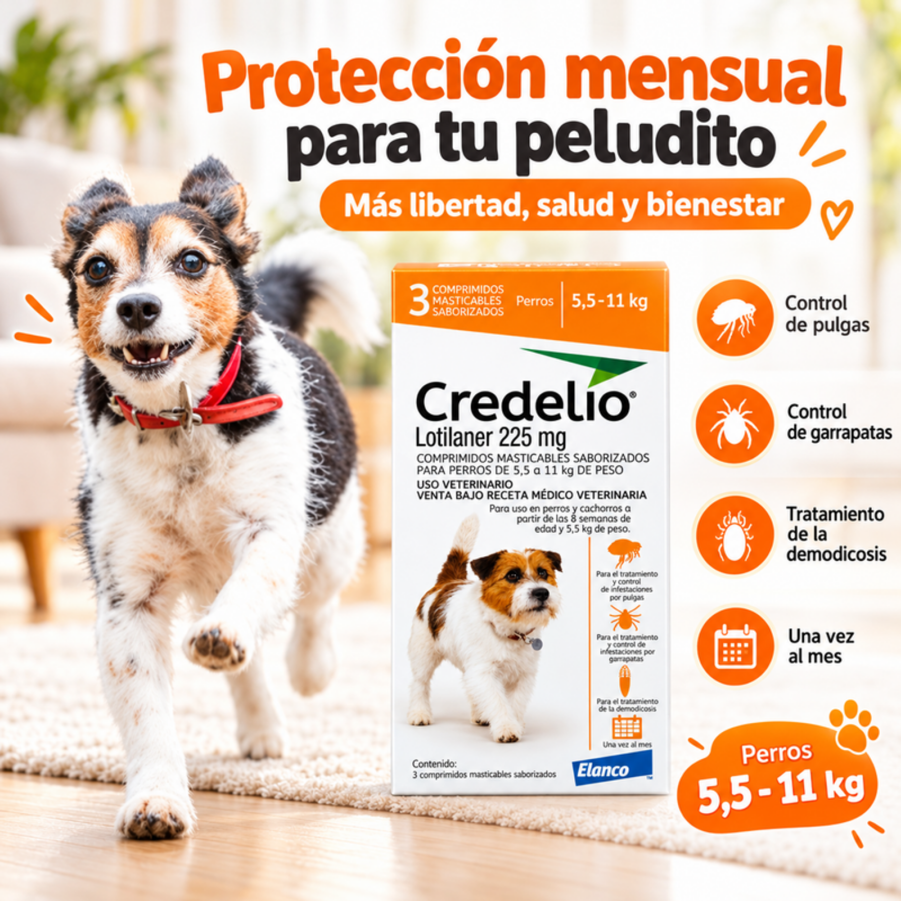 Perro pequeño corriendo junto a Credelio 3 comprimidos 5,5 a 11 kg: pulgas, garrapatas, demodicosis y una toma al mes