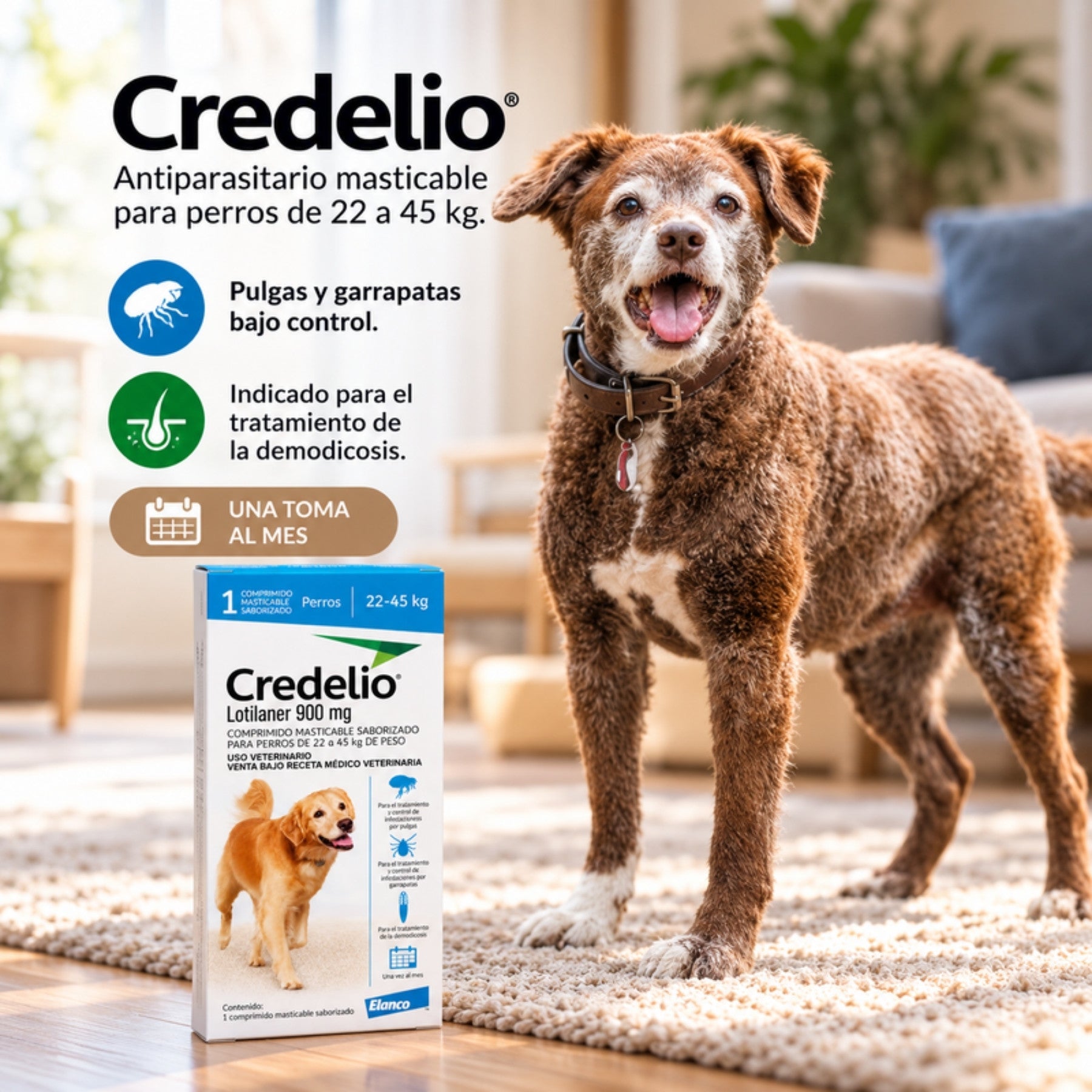 Perra junto a la caja de Credelio 22 a 45 kg, antiparasitario masticable mensual contra pulgas y garrapatas