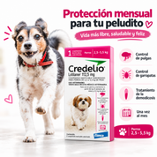 Perro pequeño corriendo junto a Credelio 2,5 a 5,5 kg: control de pulgas y garrapatas, demodicosis y una toma al mes