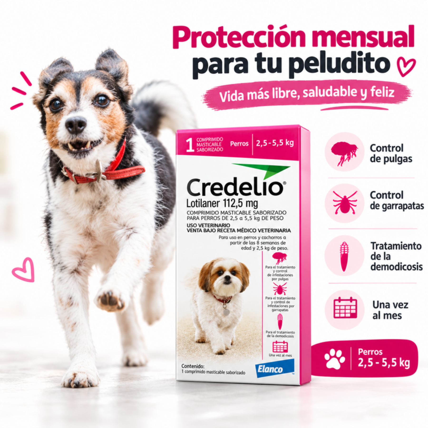 Perro pequeño corriendo junto a Credelio 2,5 a 5,5 kg: control de pulgas y garrapatas, demodicosis y una toma al mes